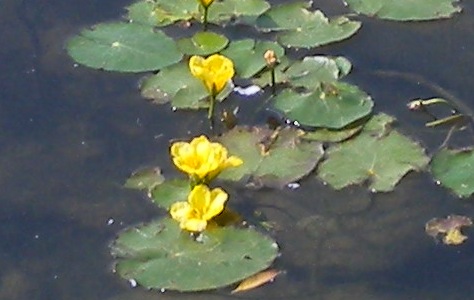 Nymphoides peltata / Limnantemio